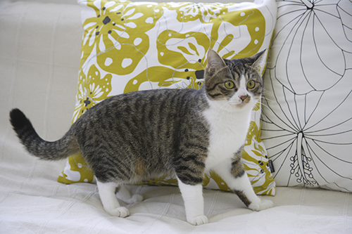 ▲パグの蘭丸と9匹の猫達もお出迎えいたします。